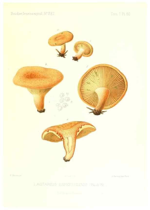 Reproducción/Reproduction 9800922754: Icones mycologicæ, ou Iconographie des champignons de France principalement Discomycetes,. Paris :P. Klincksieck, L. Lhomme, successeur,1905-10.