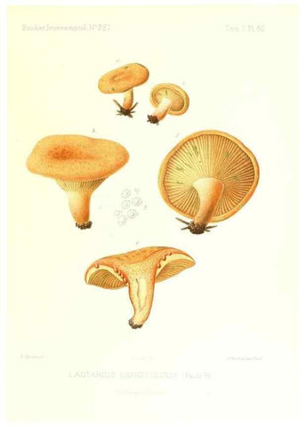 Reproducción/Reproduction 9800922754: Icones mycologicæ, ou Iconographie des champignons de France principalement Discomycetes,. Paris :P. Klincksieck, L. Lhomme, successeur,1905-10.