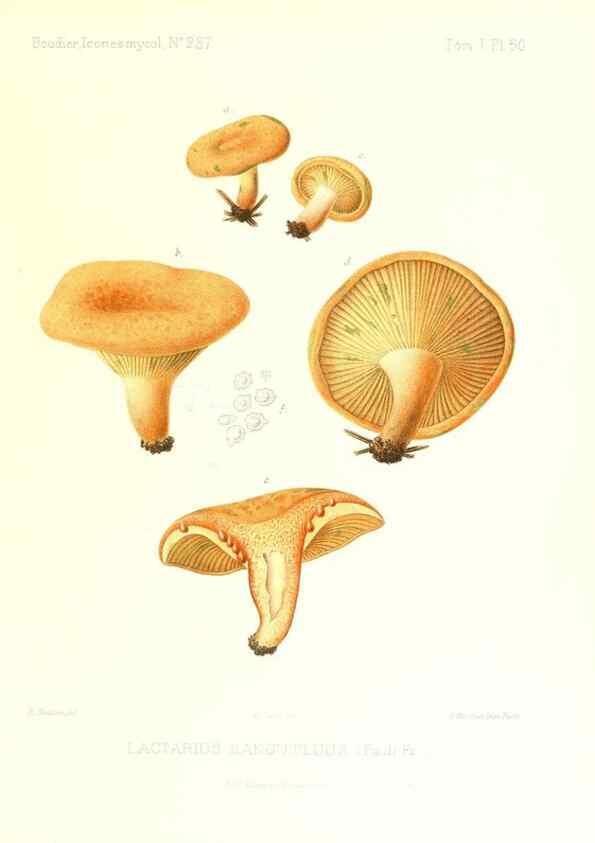 Reproducción/Reproduction 9800922754: Icones mycologicæ, ou Iconographie des champignons de France principalement Discomycetes,. Paris :P. Klincksieck, L. Lhomme, successeur,1905-10.