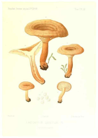 Reproducción/Reproduction 9800932146: Icones mycologicæ, ou Iconographie des champignons de France principalement Discomycetes,. Paris :P. Klincksieck, L. Lhomme, successeur,1905-10.