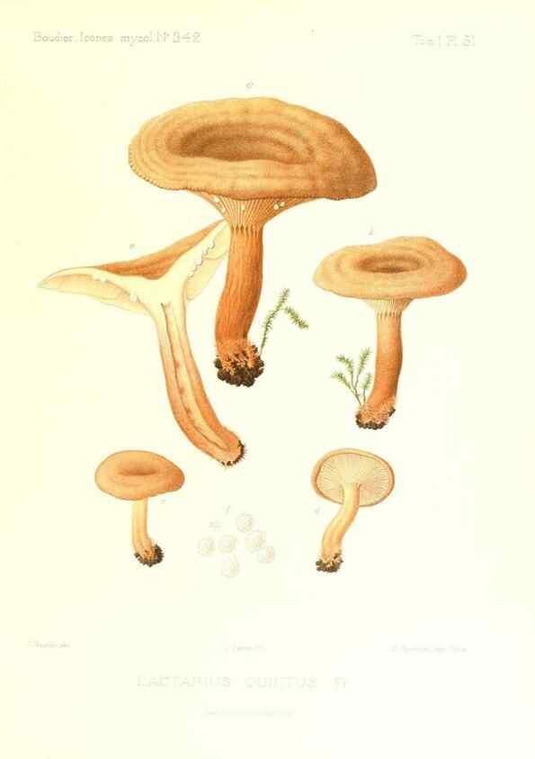 Reproducción/Reproduction 9800932146: Icones mycologicæ, ou Iconographie des champignons de France principalement Discomycetes,. Paris :P. Klincksieck, L. Lhomme, successeur,1905-10.