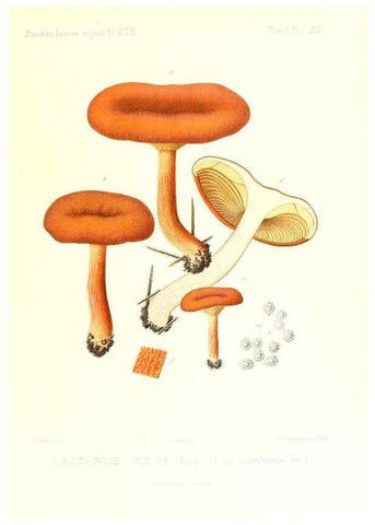 Reproducción/Reproduction 9800928224: Icones mycologicæ, ou Iconographie des champignons de France principalement Discomycetes,. Paris :P. Klincksieck, L. Lhomme, successeur,1905-10.