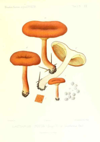 Reproducción/Reproduction 9800928224: Icones mycologicæ, ou Iconographie des champignons de France principalement Discomycetes,. Paris :P. Klincksieck, L. Lhomme, successeur,1905-10.