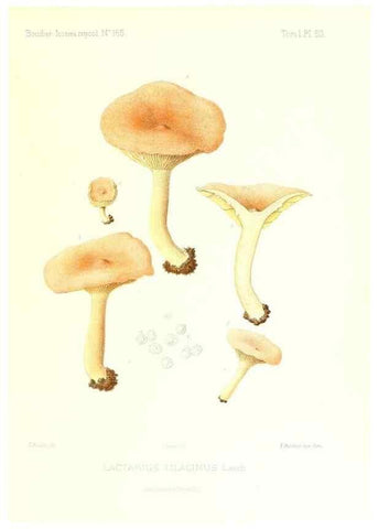 Reproducción/Reproduction 9800908205: Icones mycologicæ, ou Iconographie des champignons de France principalement Discomycetes,. Paris :P. Klincksieck, L. Lhomme, successeur,1905-10.