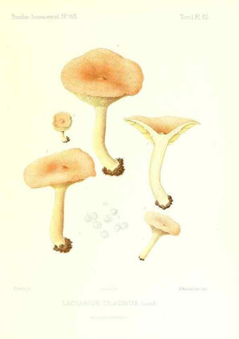 Reproducción/Reproduction 9800908205: Icones mycologicæ, ou Iconographie des champignons de France principalement Discomycetes,. Paris :P. Klincksieck, L. Lhomme, successeur,1905-10.