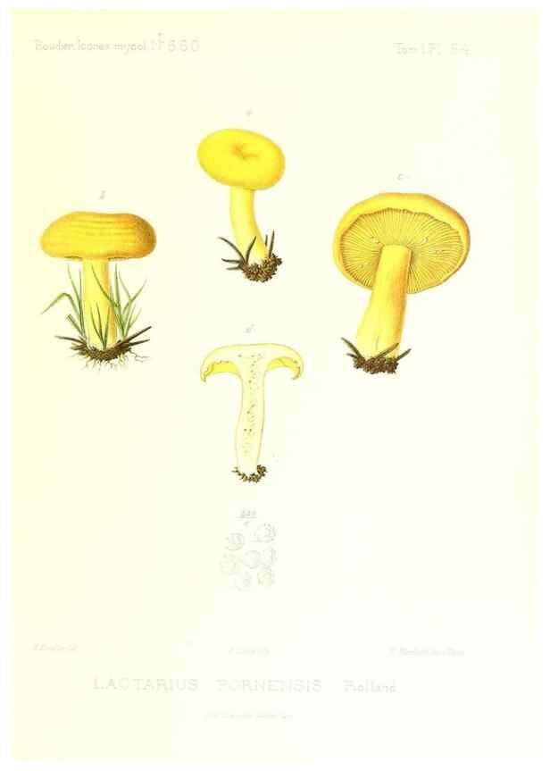 Reproducción/Reproduction 9800939676: Icones mycologicæ, ou Iconographie des champignons de France principalement Discomycetes,. Paris :P. Klincksieck, L. Lhomme, successeur,1905-10.