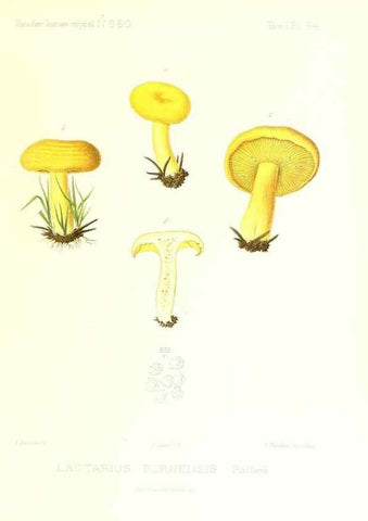 Reproducción/Reproduction 9800939676: Icones mycologicæ, ou Iconographie des champignons de France principalement Discomycetes,. Paris :P. Klincksieck, L. Lhomme, successeur,1905-10.