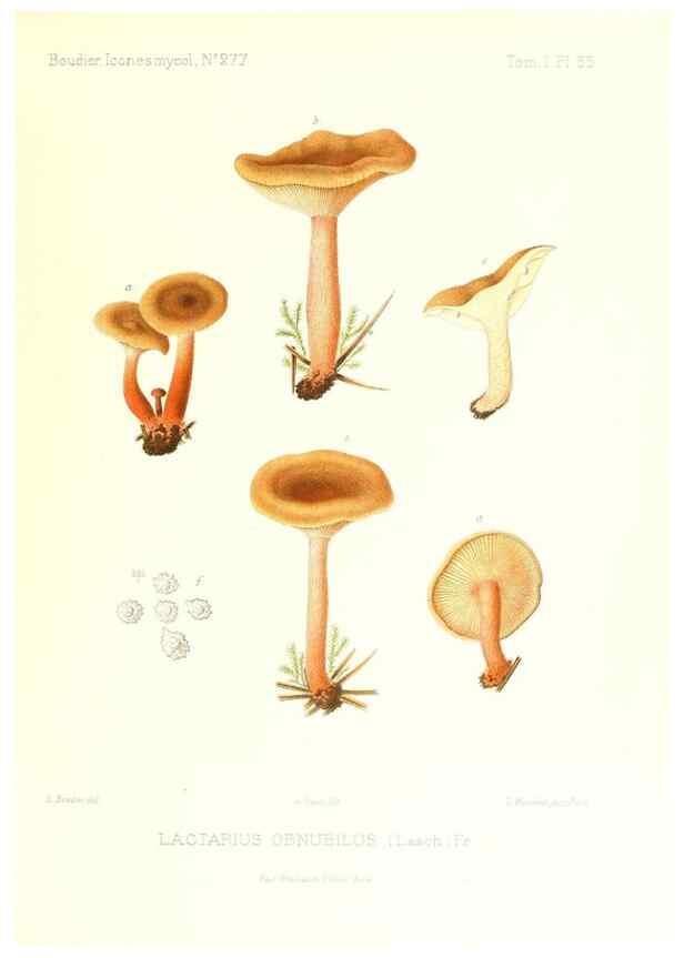 Reproducción/Reproduction 9800941556: Icones mycologicæ, ou Iconographie des champignons de France principalement Discomycetes,. Paris :P. Klincksieck, L. Lhomme, successeur,1905-10.