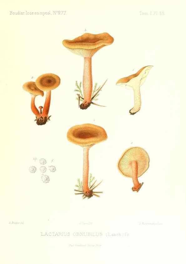 Reproducción/Reproduction 9800941556: Icones mycologicæ, ou Iconographie des champignons de France principalement Discomycetes,. Paris :P. Klincksieck, L. Lhomme, successeur,1905-10.