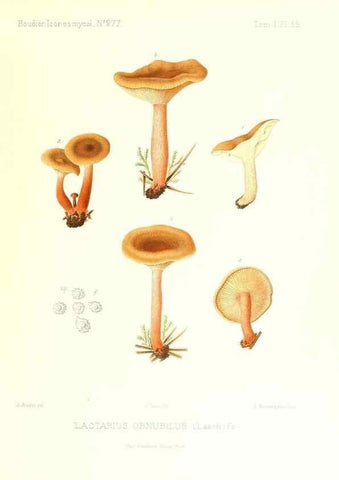 Reproducción/Reproduction 9800941556: Icones mycologicæ, ou Iconographie des champignons de France principalement Discomycetes,. Paris :P. Klincksieck, L. Lhomme, successeur,1905-10.