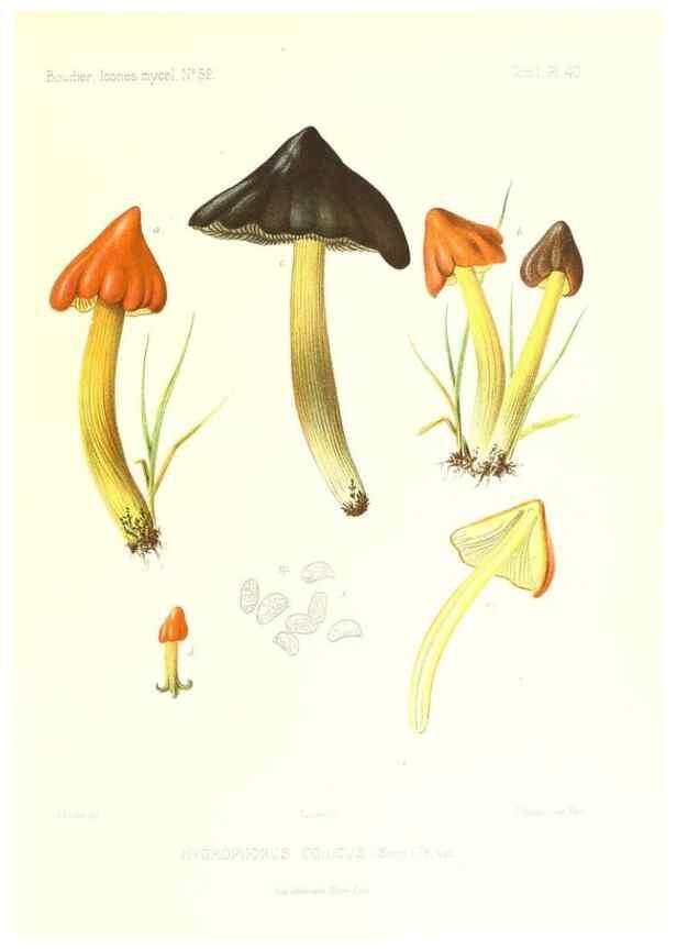 Reproducción/Reproduction 9800901244: Icones mycologicæ, ou Iconographie des champignons de France principalement Discomycetes,. Paris :P. Klincksieck, L. Lhomme, successeur,1905-10.