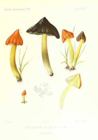 Reproducción/Reproduction 9800901244: Icones mycologicæ, ou Iconographie des champignons de France principalement Discomycetes,. Paris :P. Klincksieck, L. Lhomme, successeur,1905-10.