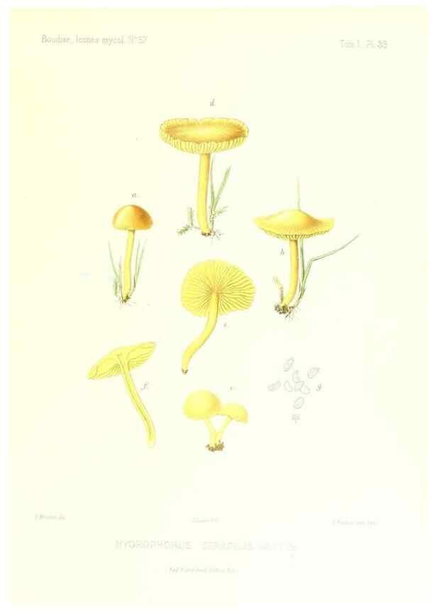 Reproducción/Reproduction 9800960433: Icones mycologicæ, ou Iconographie des champignons de France principalement Discomycetes,. Paris :P. Klincksieck, L. Lhomme, successeur,1905-10.