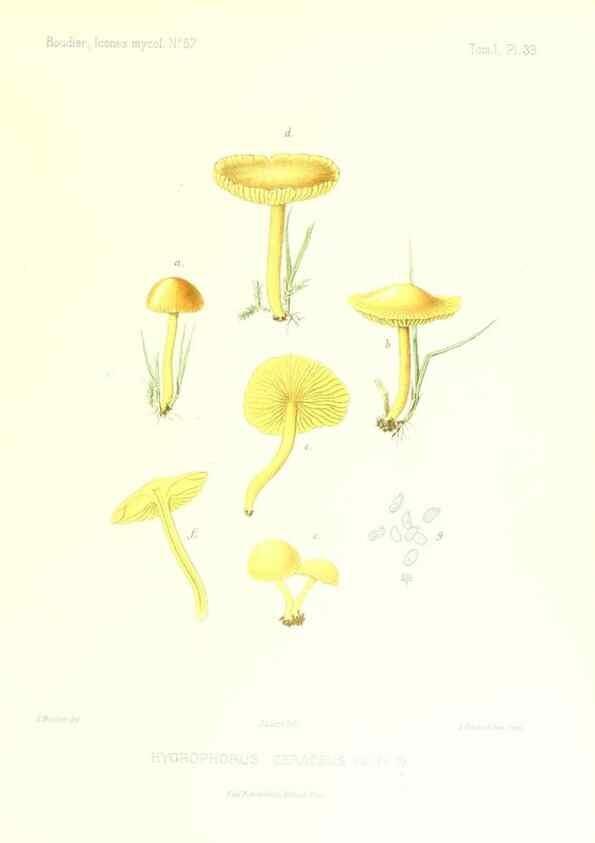 Reproducción/Reproduction 9800960433: Icones mycologicæ, ou Iconographie des champignons de France principalement Discomycetes,. Paris :P. Klincksieck, L. Lhomme, successeur,1905-10.