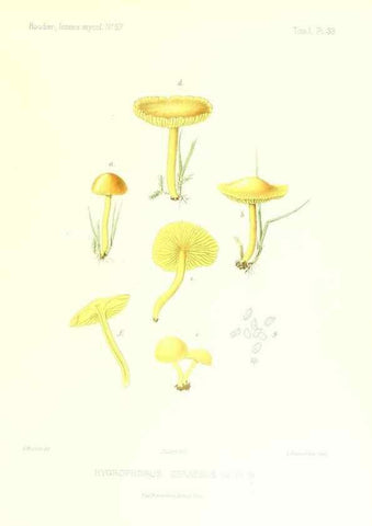 Reproducción/Reproduction 9800960433: Icones mycologicæ, ou Iconographie des champignons de France principalement Discomycetes,. Paris :P. Klincksieck, L. Lhomme, successeur,1905-10.