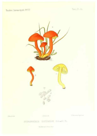 Reproducción/Reproduction 9800904806: Icones mycologicæ, ou Iconographie des champignons de France principalement Discomycetes,. Paris :P. Klincksieck, L. Lhomme, successeur,1905-10.