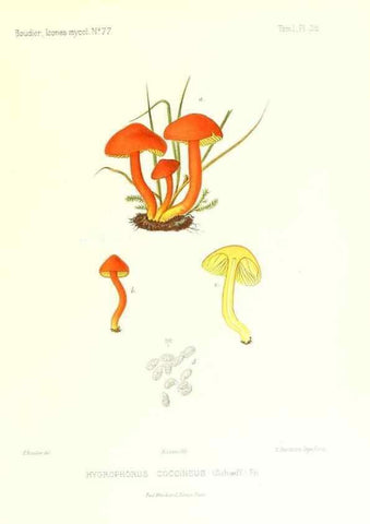 Reproducción/Reproduction 9800904806: Icones mycologicæ, ou Iconographie des champignons de France principalement Discomycetes,. Paris :P. Klincksieck, L. Lhomme, successeur,1905-10.