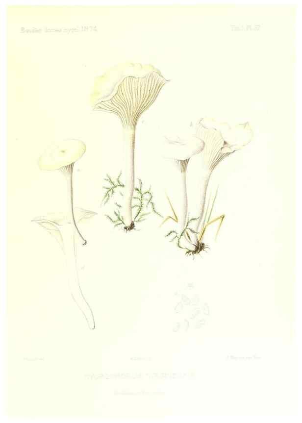 Reproducción/Reproduction 9800872945: Icones mycologicæ, ou Iconographie des champignons de France principalement Discomycetes,. Paris :P. Klincksieck, L. Lhomme, successeur,1905-10.