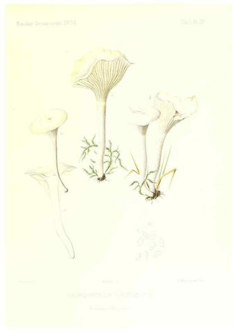 Reproducción/Reproduction 9800872945: Icones mycologicæ, ou Iconographie des champignons de France principalement Discomycetes,. Paris :P. Klincksieck, L. Lhomme, successeur,1905-10.