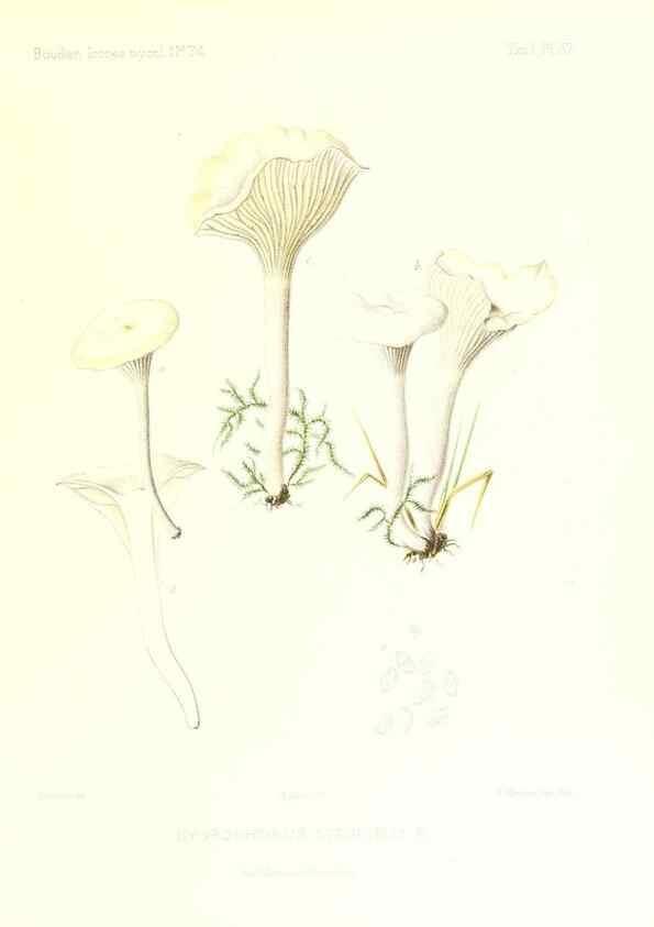 Reproducción/Reproduction 9800872945: Icones mycologicæ, ou Iconographie des champignons de France principalement Discomycetes,. Paris :P. Klincksieck, L. Lhomme, successeur,1905-10.