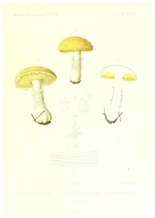 Reproducción/Reproduction 9800922083: Icones mycologicæ, ou Iconographie des champignons de France principalement Discomycetes,. Paris :P. Klincksieck, L. Lhomme, successeur,1905-10.
