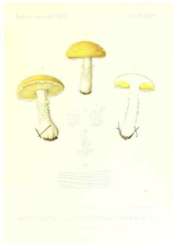 Reproducción/Reproduction 9800922083: Icones mycologicæ, ou Iconographie des champignons de France principalement Discomycetes,. Paris :P. Klincksieck, L. Lhomme, successeur,1905-10.