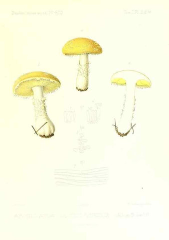 Reproducción/Reproduction 9800922083: Icones mycologicæ, ou Iconographie des champignons de France principalement Discomycetes,. Paris :P. Klincksieck, L. Lhomme, successeur,1905-10.