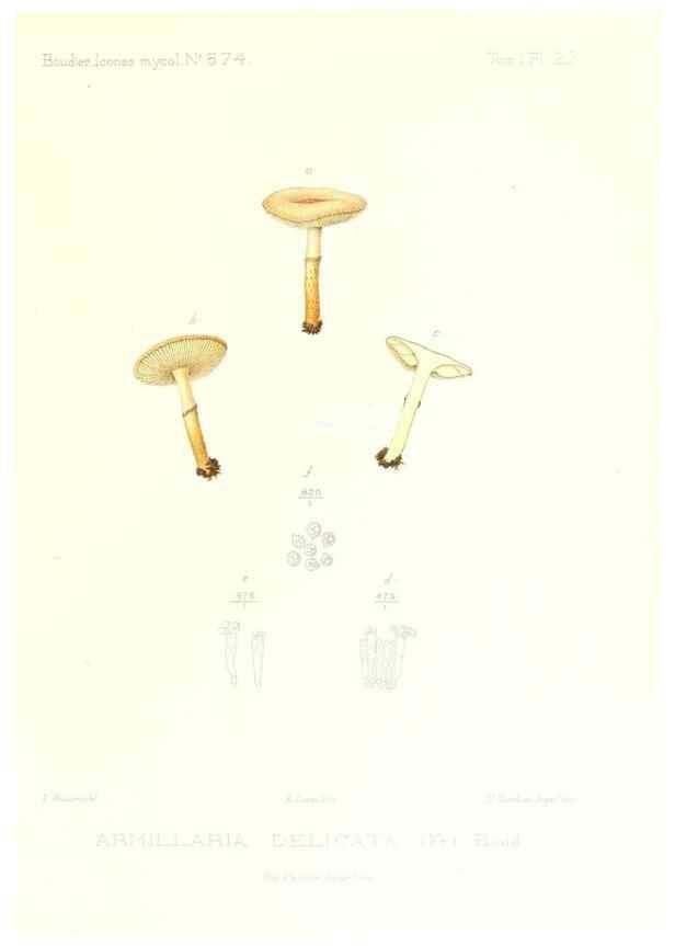 Reproducción/Reproduction 9800862554: Icones mycologicæ, ou Iconographie des champignons de France principalement Discomycetes,. Paris :P. Klincksieck, L. Lhomme, successeur,1905-10.