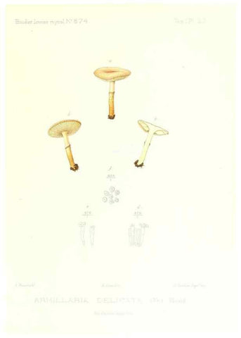 Reproducción/Reproduction 9800862554: Icones mycologicæ, ou Iconographie des champignons de France principalement Discomycetes,. Paris :P. Klincksieck, L. Lhomme, successeur,1905-10.