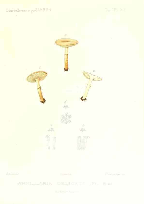 Reproducción/Reproduction 9800862554: Icones mycologicæ, ou Iconographie des champignons de France principalement Discomycetes,. Paris :P. Klincksieck, L. Lhomme, successeur,1905-10.