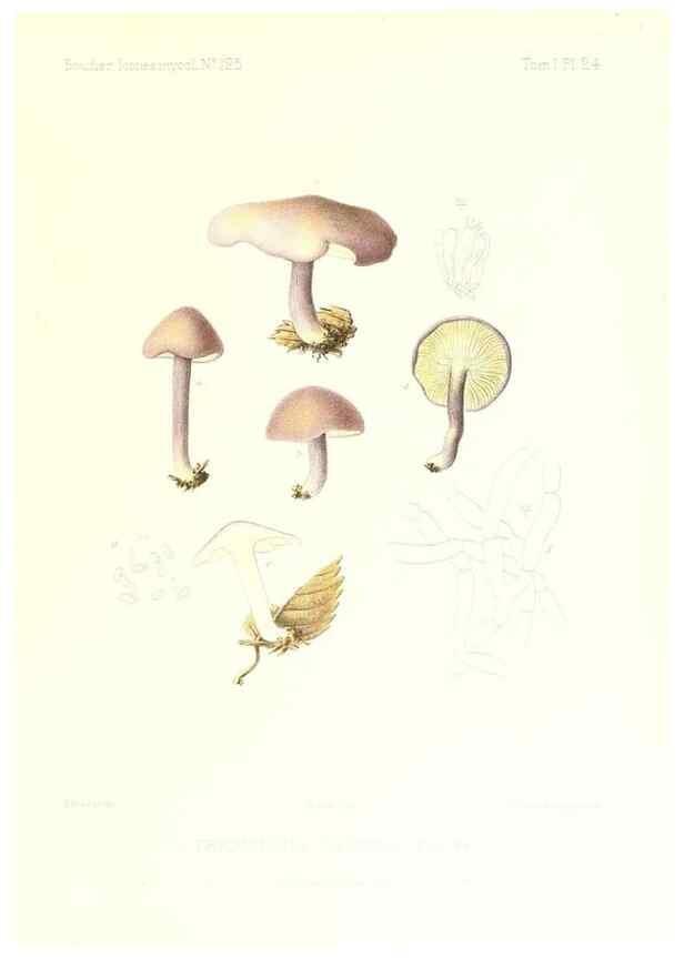 Reproducción/Reproduction 9800871816: Icones mycologicæ, ou Iconographie des champignons de France principalement Discomycetes,. Paris :P. Klincksieck, L. Lhomme, successeur,1905-10.
