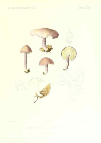 Reproducción/Reproduction 9800871816: Icones mycologicæ, ou Iconographie des champignons de France principalement Discomycetes,. Paris :P. Klincksieck, L. Lhomme, successeur,1905-10.