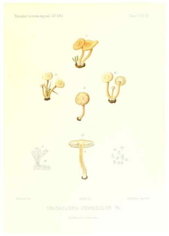 Reproducción/Reproduction 9800867464: Icones mycologicæ, ou Iconographie des champignons de France principalement Discomycetes,. Paris :P. Klincksieck, L. Lhomme, successeur,1905-10.