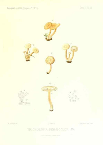Reproducción/Reproduction 9800867464: Icones mycologicæ, ou Iconographie des champignons de France principalement Discomycetes,. Paris :P. Klincksieck, L. Lhomme, successeur,1905-10.