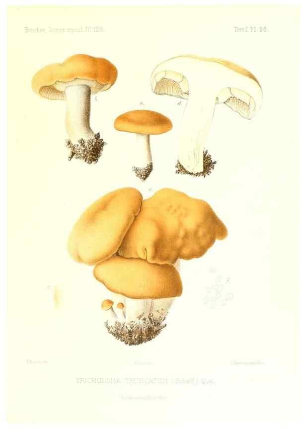 Reproducción/Reproduction 9800877496: Icones mycologicæ, ou Iconographie des champignons de France principalement Discomycetes,. Paris :P. Klincksieck, L. Lhomme, successeur,1905-10.