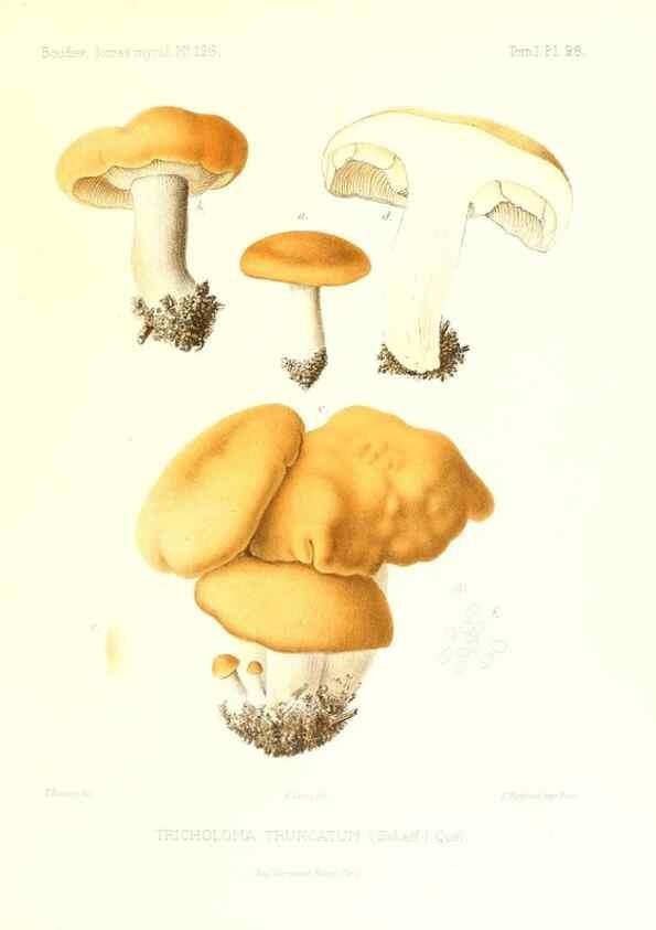 Reproducción/Reproduction 9800877496: Icones mycologicæ, ou Iconographie des champignons de France principalement Discomycetes,. Paris :P. Klincksieck, L. Lhomme, successeur,1905-10.