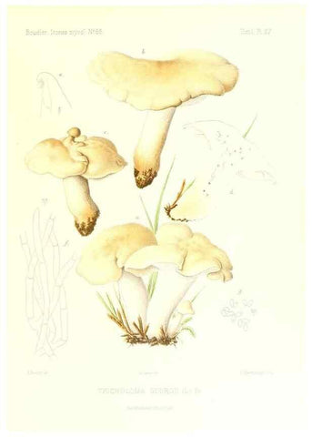 Reproducción/Reproduction 9800879696: Icones mycologicæ, ou Iconographie des champignons de France principalement Discomycetes,. Paris :P. Klincksieck, L. Lhomme, successeur,1905-10.