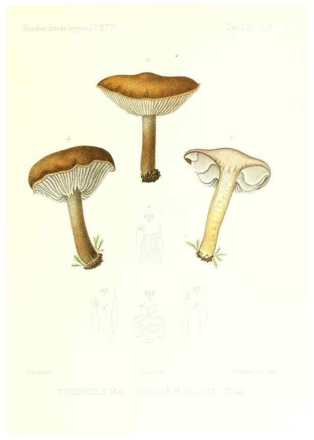 Reproducción/Reproduction 9800936233: Icones mycologicæ, ou Iconographie des champignons de France principalement Discomycetes,. Paris :P. Klincksieck, L. Lhomme, successeur,1905-10.