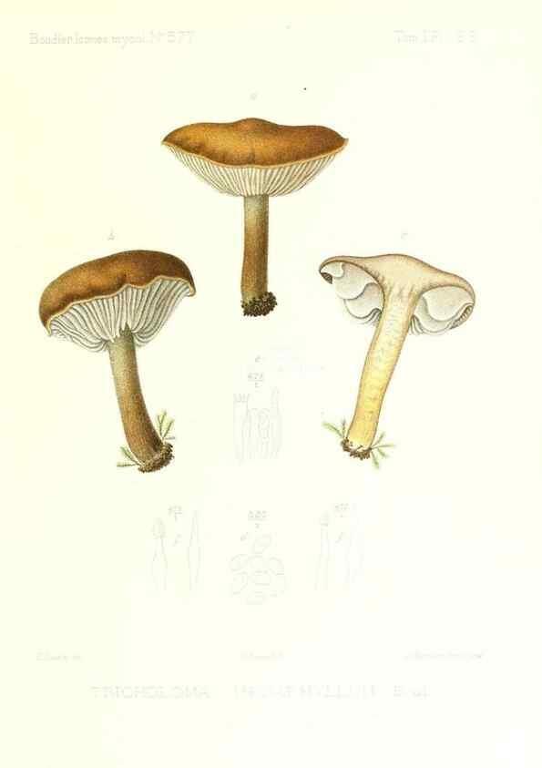 Reproducción/Reproduction 9800936233: Icones mycologicæ, ou Iconographie des champignons de France principalement Discomycetes,. Paris :P. Klincksieck, L. Lhomme, successeur,1905-10.