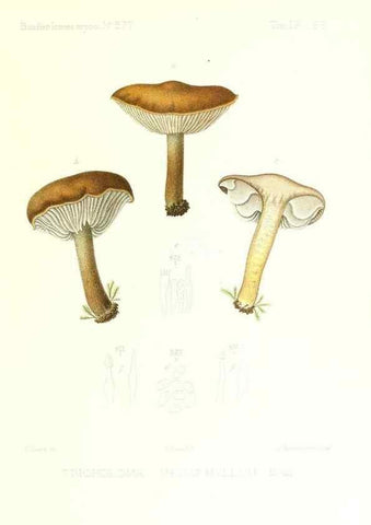 Reproducción/Reproduction 9800936233: Icones mycologicæ, ou Iconographie des champignons de France principalement Discomycetes,. Paris :P. Klincksieck, L. Lhomme, successeur,1905-10.