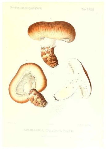 Reproducción/Reproduction 9800853704: Icones mycologicæ, ou Iconographie des champignons de France principalement Discomycetes,. Paris :P. Klincksieck, L. Lhomme, successeur,1905-10.