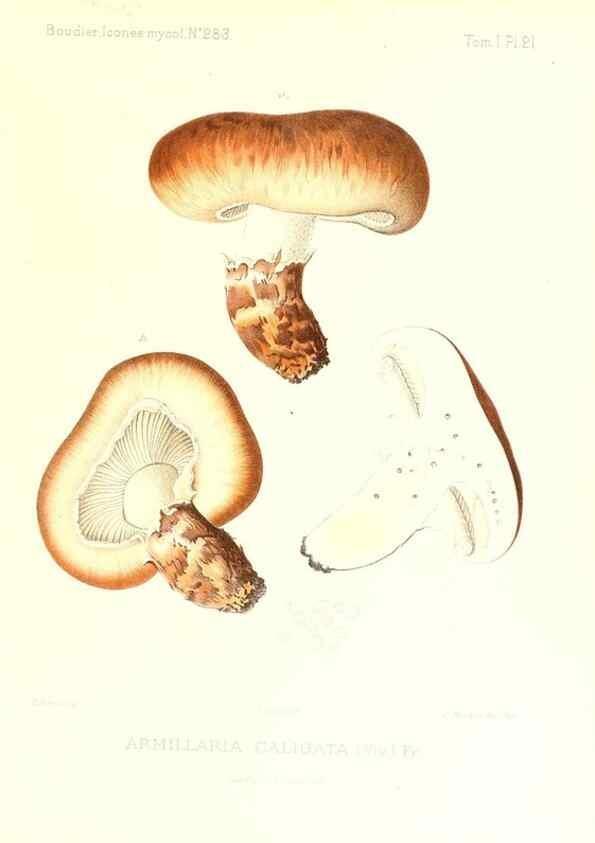 Reproducción/Reproduction 9800853704: Icones mycologicæ, ou Iconographie des champignons de France principalement Discomycetes,. Paris :P. Klincksieck, L. Lhomme, successeur,1905-10.