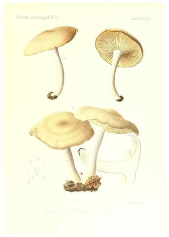 Reproducción/Reproduction 9800877214: Icones mycologicæ, ou Iconographie des champignons de France principalement Discomycetes,. Paris :P. Klincksieck, L. Lhomme, successeur,1905-10.