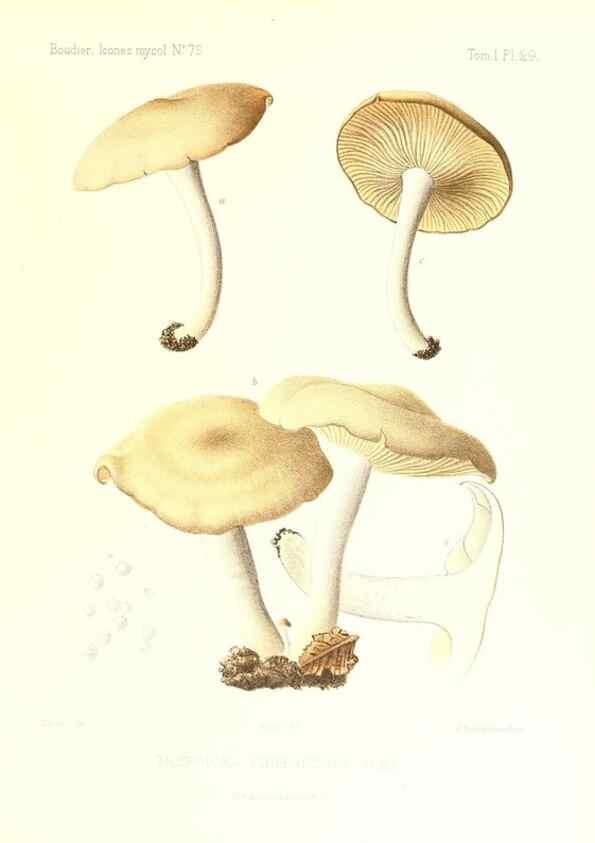 Reproducción/Reproduction 9800877214: Icones mycologicæ, ou Iconographie des champignons de France principalement Discomycetes,. Paris :P. Klincksieck, L. Lhomme, successeur,1905-10.