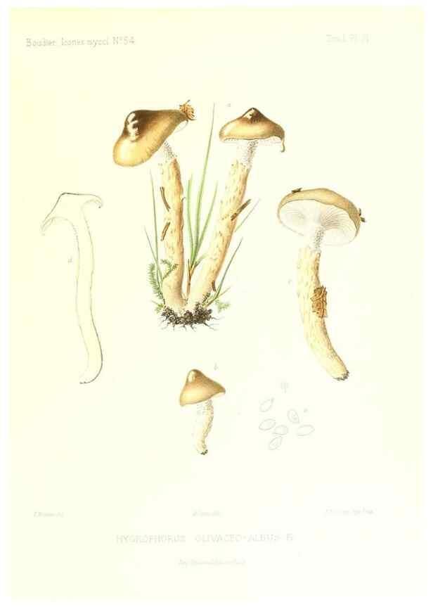Reproducción/Reproduction 9800943083: Icones mycologicæ, ou Iconographie des champignons de France principalement Discomycetes,. Paris :P. Klincksieck, L. Lhomme, successeur,1905-10.