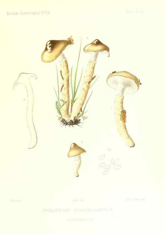 Reproducción/Reproduction 9800943083: Icones mycologicæ, ou Iconographie des champignons de France principalement Discomycetes,. Paris :P. Klincksieck, L. Lhomme, successeur,1905-10.