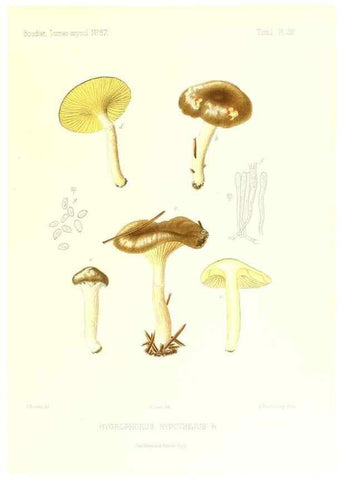 Reproducción/Reproduction 9800883584: Icones mycologicæ, ou Iconographie des champignons de France principalement Discomycetes,. Paris :P. Klincksieck, L. Lhomme, successeur,1905-10.