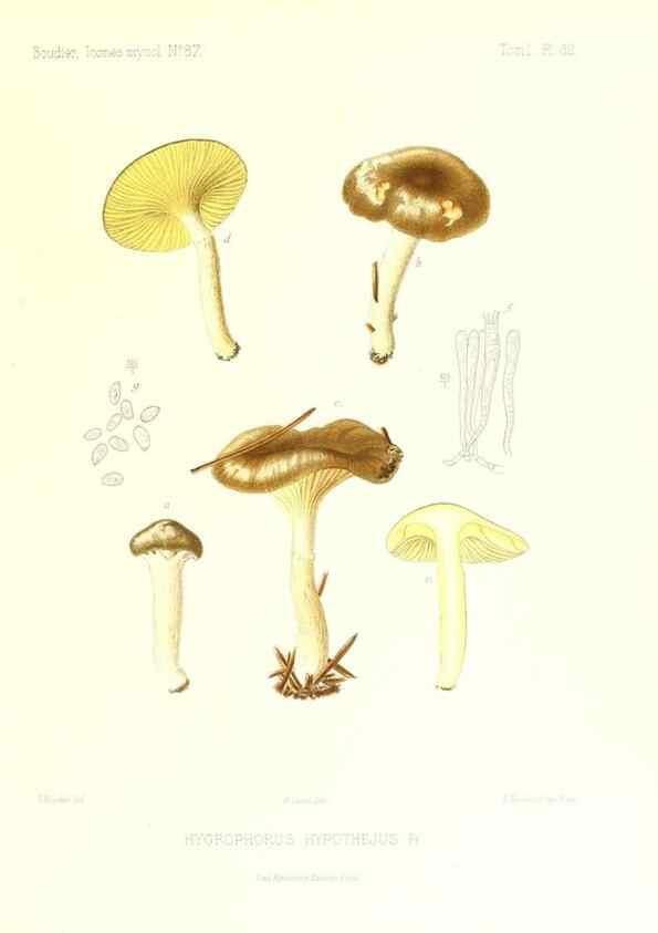 Reproducción/Reproduction 9800883584: Icones mycologicæ, ou Iconographie des champignons de France principalement Discomycetes,. Paris :P. Klincksieck, L. Lhomme, successeur,1905-10.