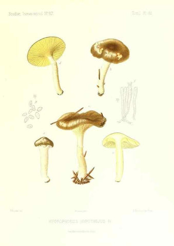 Reproducción/Reproduction 9800883584: Icones mycologicæ, ou Iconographie des champignons de France principalement Discomycetes,. Paris :P. Klincksieck, L. Lhomme, successeur,1905-10.