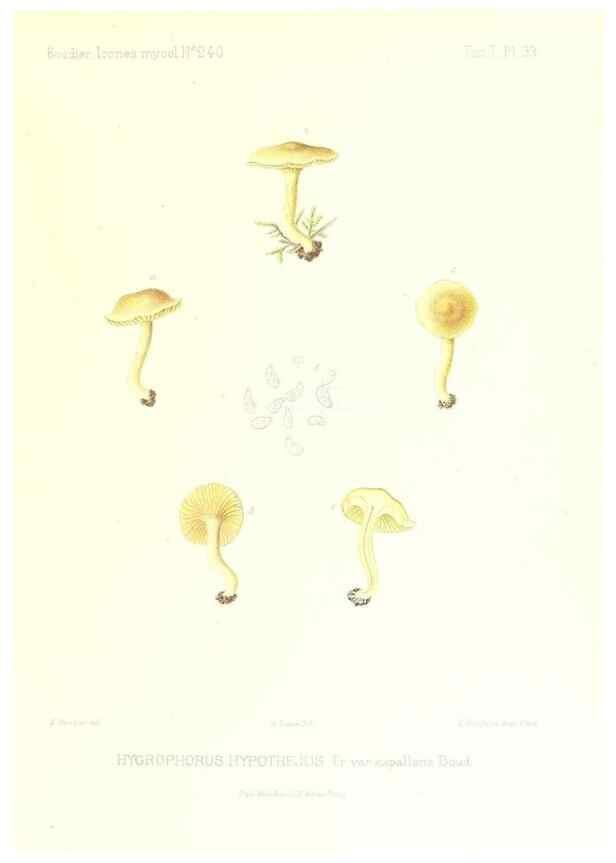 Reproducción/Reproduction 9800885384: Icones mycologicæ, ou Iconographie des champignons de France principalement Discomycetes,. Paris :P. Klincksieck, L. Lhomme, successeur,1905-10.